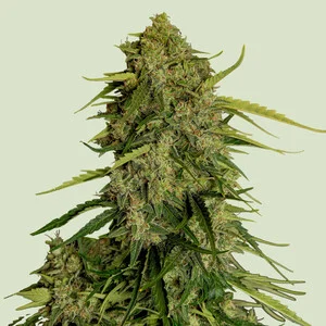 Royal Queen Seeds - Atlas F1 Auto (Autoflower)