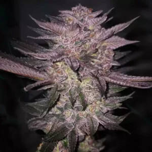 Ethos - Atomic Fuego R1 (Feminized) | Brotanical Gardens