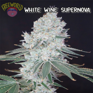 Freeworld Genetics - White Wine supernova (Feminized)