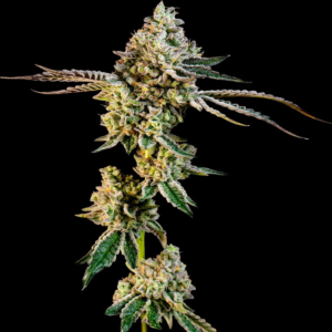 BG Bulk – Animal Mints (Feminized)
