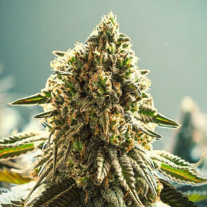 BG Bulk – Apple Fritter Auto (Feminized) (Autoflower)