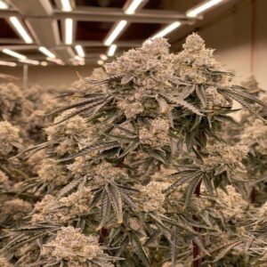 BG Bulk – Apple Fritter (Feminized) (Photoperiod)