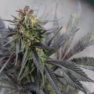 BG Bulk – Black Runtz (Feminized) (Photoperiod)