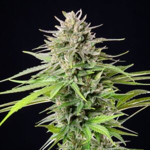 BG Bulk – Blue Cheese (Feminized) (Photoperiod)