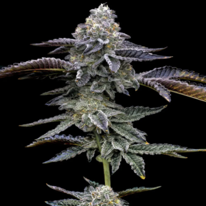 BG Bulk – Blue Dream Auto (Autoflower)