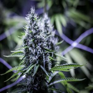 BG Bulk – Blue Dream (Feminized)