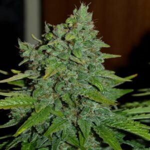 BG Bulk – Blueberry FAST (Feminized)  (Early/fast)