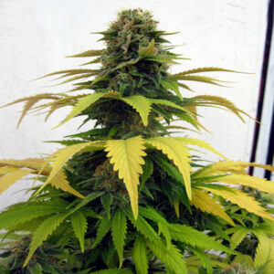 BG Bulk – Blueberry (Feminized)