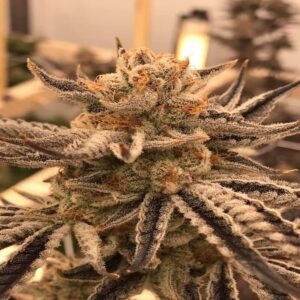 BG Bulk – Cereal Milk (Feminized)