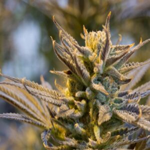 BG Bulk – Cookies x Gorilla (Feminized)