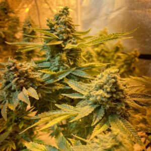 BG Bulk – Do-Si-Dos (Feminized)