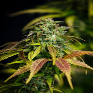BG Bulk – Durban Poison Auto (Autoflower)