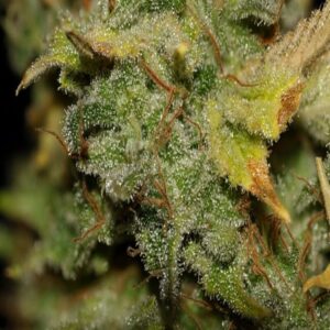 BG Bulk – Gary Payton (Feminized)