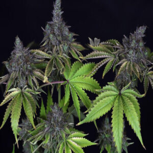 BG Bulk – Gelato (Feminized)