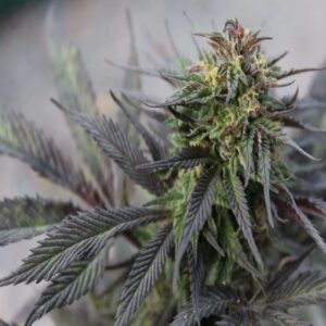 BG Bulk – Girl Scout Cookies (Feminized) (Photoperiod)