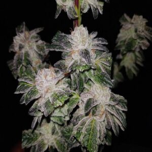 BG Bulk – GMO Cookies (Feminized)
