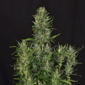 BG Bulk – Godfather OG Auto (Autoflower)