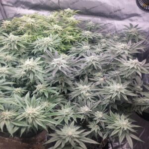 BG Bulk – Godfather OG (Feminized)