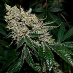 BG Bulk – Gorilla Glue #4 (Feminized) (Photoperiod)