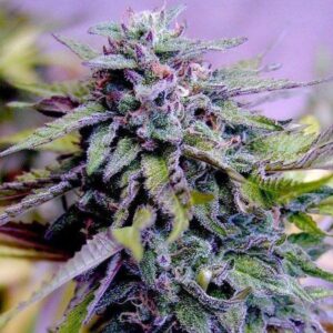 BG Bulk – Grandaddy Purple (Feminized) (Photoperiod)