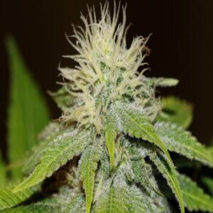 BG Bulk – Green Crack FAST (Feminized)  (Early/fast)
