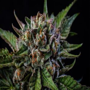 BG Bulk – Gushers (Feminized)