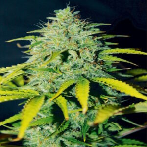 BG Bulk – Ice Cream Cake FAST (Feminized)  (Early/fast)
