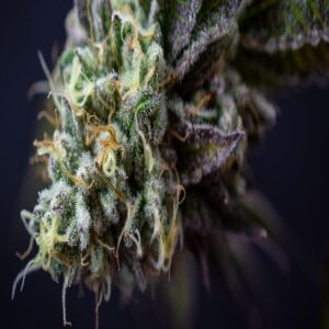BG Bulk – Ice Cream Cake (Feminized)