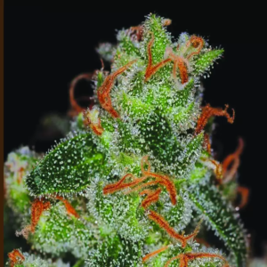 BG Bulk – Jack Herer (Feminized)