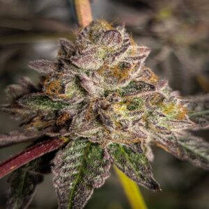 BG Bulk – Jealousy Auto (Autoflower) - Image 2