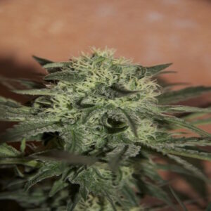BG Bulk – Lemon Skunk (Feminized) (Photoperiod)
