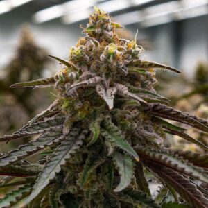 BG Bulk – MAC 1 (Feminized) (Photoperiod)