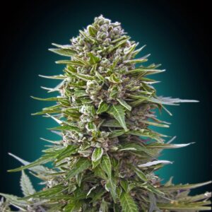 BG Bulk – Northern Lights Auto (Autoflower)