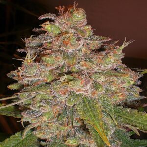 BG Bulk – Northern Lights (Feminized)