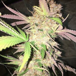 BG Bulk – Obama Kush Auto (Autoflower)