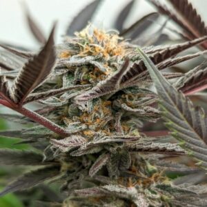 BG Bulk – Peanut Butter Breath Auto (Autoflower)