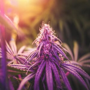 BG Bulk – Pink Runtz (Feminized)