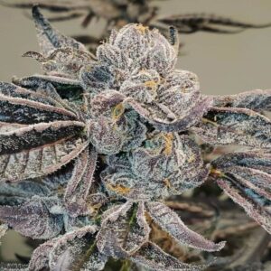 BG Bulk – Runtz (Feminized) (Photoperiod)