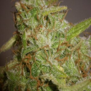 BG Bulk – Slurricane Auto (Autoflower)
