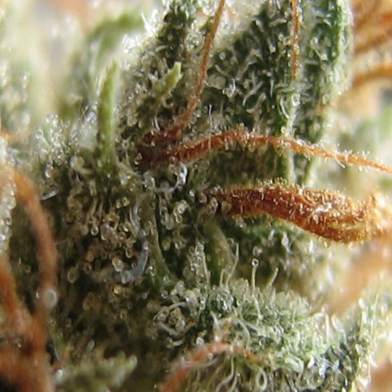 BG Bulk – Sour Diesel FAST (Feminized) (Early/fast)