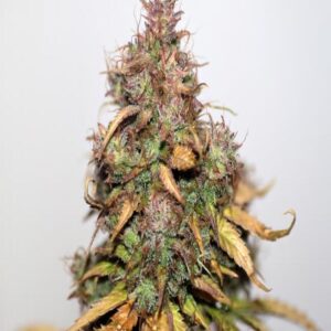 BG Bulk – Stardawg Auto (Autoflower)