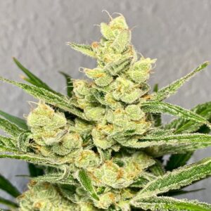 BG Bulk – Strawberry Banana FAST (Feminized)  (Early/fast)