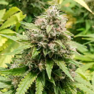 BG Bulk – Trainwreck (Feminized) (Photoperiod)