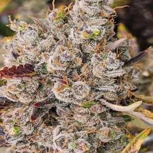 BG Bulk – White Truffle Auto (Autoflower)