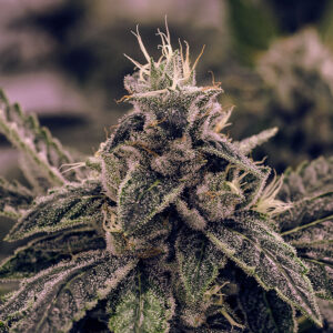BG Bulk – White Widow Auto (Feminized) (Autoflower)