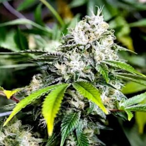 BG Bulk – White Widow FAST (Feminized)  (Early/fast)