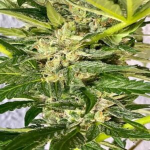 BG Bulk – Zkittlez (Feminized)