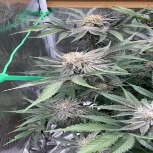 BG Bulk – Zkittlez x Gorilla (Feminized)