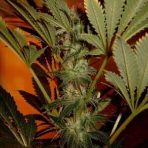 BG Bulk – Zookies (Feminized)