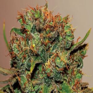 BG Bulk